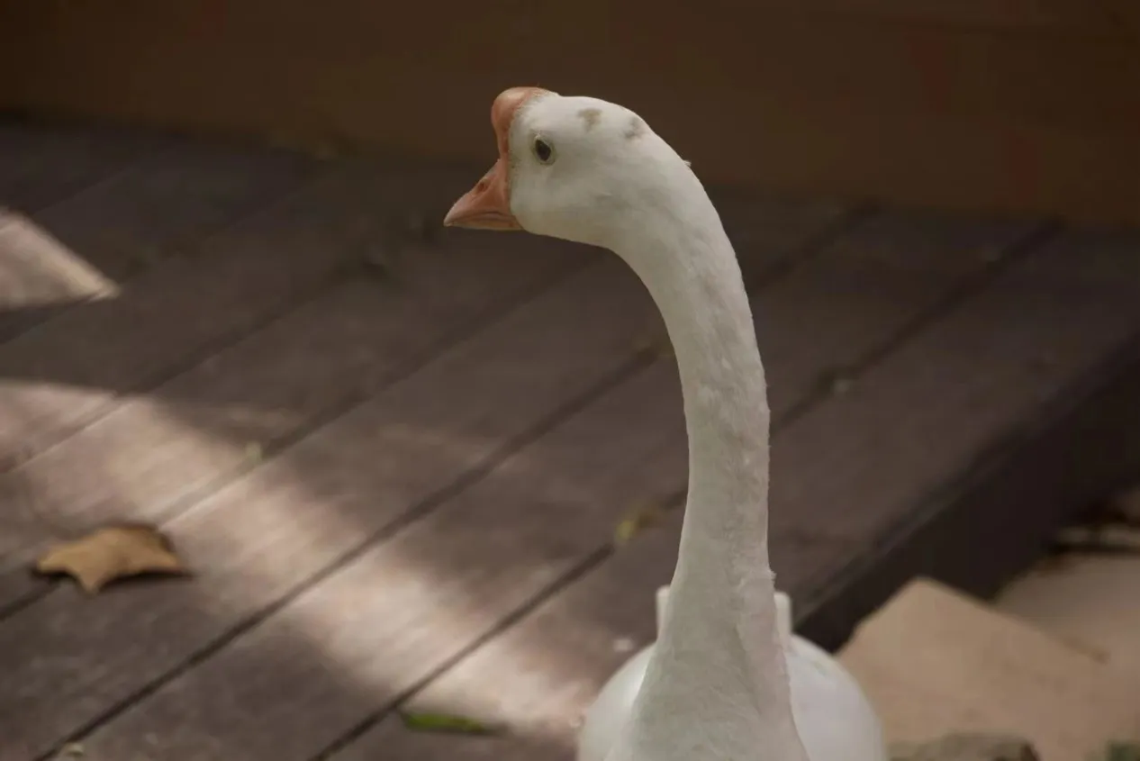 宇智波斑(头有大斑)